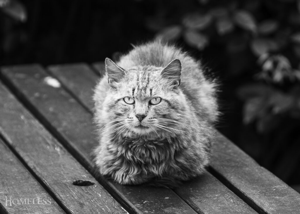 Photographie en noir et blanc d'un chat couché sur une table de jardin en bois. Le chat a le regard dirigé vers l'objectif. Il pleuvait, donc son poil est mouillé.