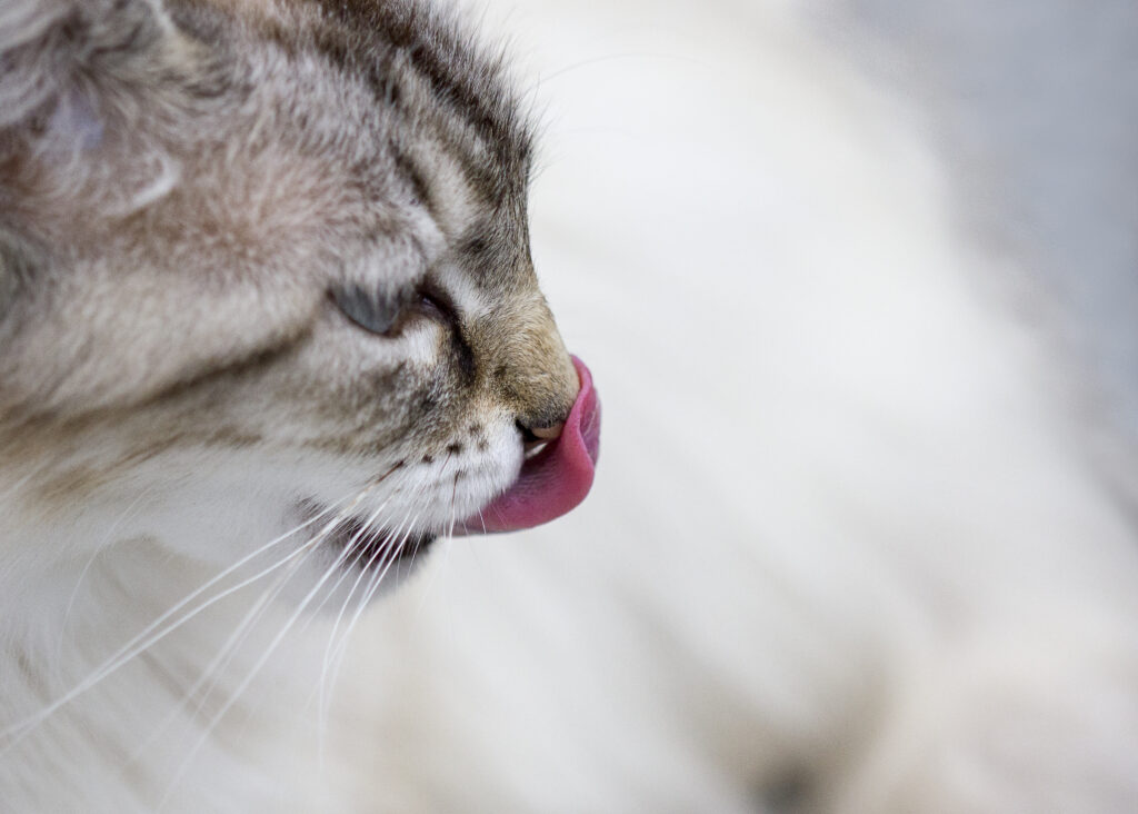 Photographie d'un chat, de profil, en train de se pourlécher. La mise au point est faite sur la langue bien rose qui passe sur son nez. Le chat est de couleur crème avec des rayures brunes et sables.
