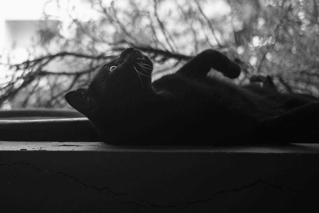 Photographie en noir et blanc d'un chat noir, couché, la tête relevée qui regarde vers le haut.
