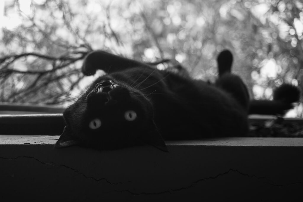 Photographie en noir et blanc d'un chat noir, couché sur le dos, qui regarde directement l'objectif avec la bouche entrouverte, ce qui lui donne une tête particulièrement intelligente (non).