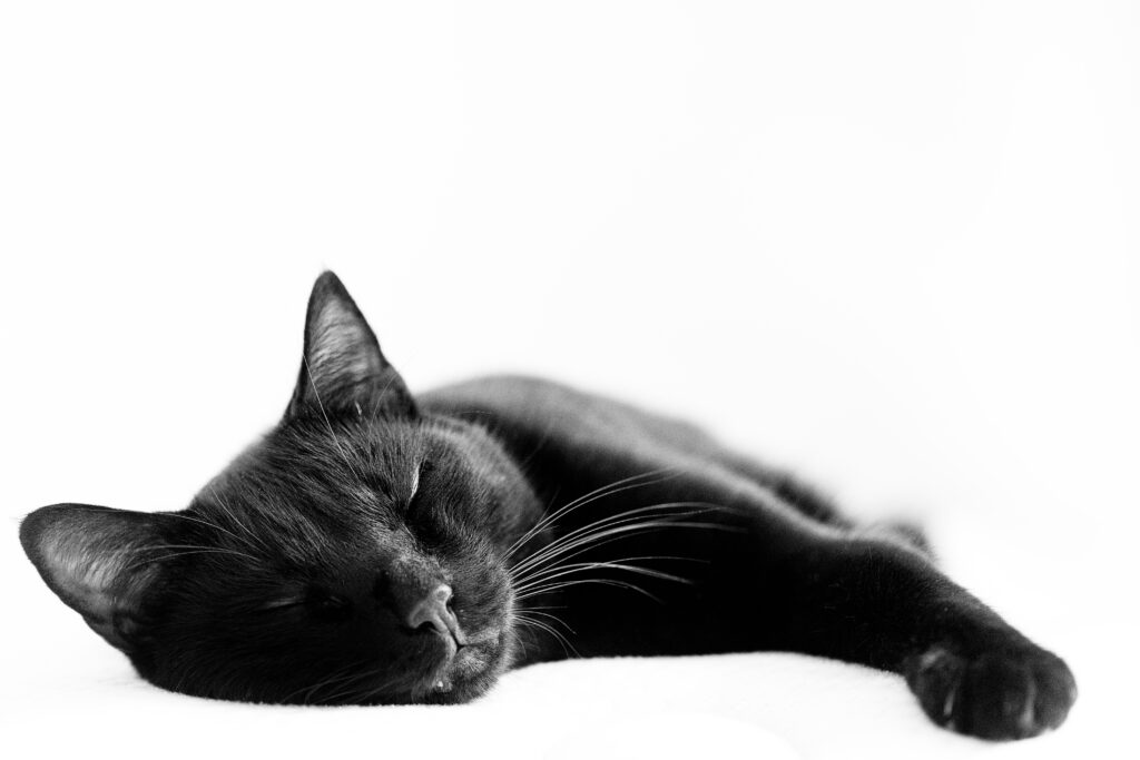Photographie en noir et blanc d'un chat noir en train de dormir. Sa tête est du côté gauche et il tend une de ses pattes avant vers la droite.