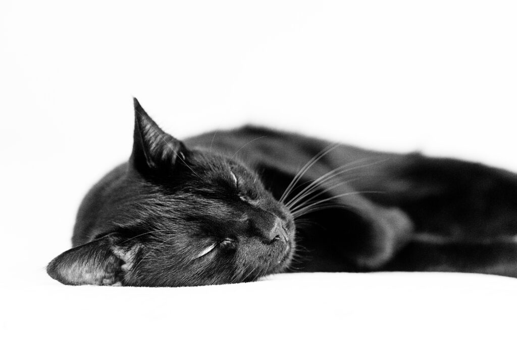 Photographie en noir et blanc d'un chat noir en train de dormir.