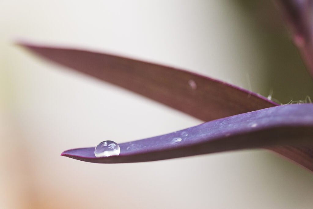 Macrophotographie d'une goutte d'eau sur le bout d'une feuille de plante violette.