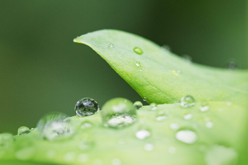 Macrophotographie de gouttes d'eau sur des feuilles de plantes.