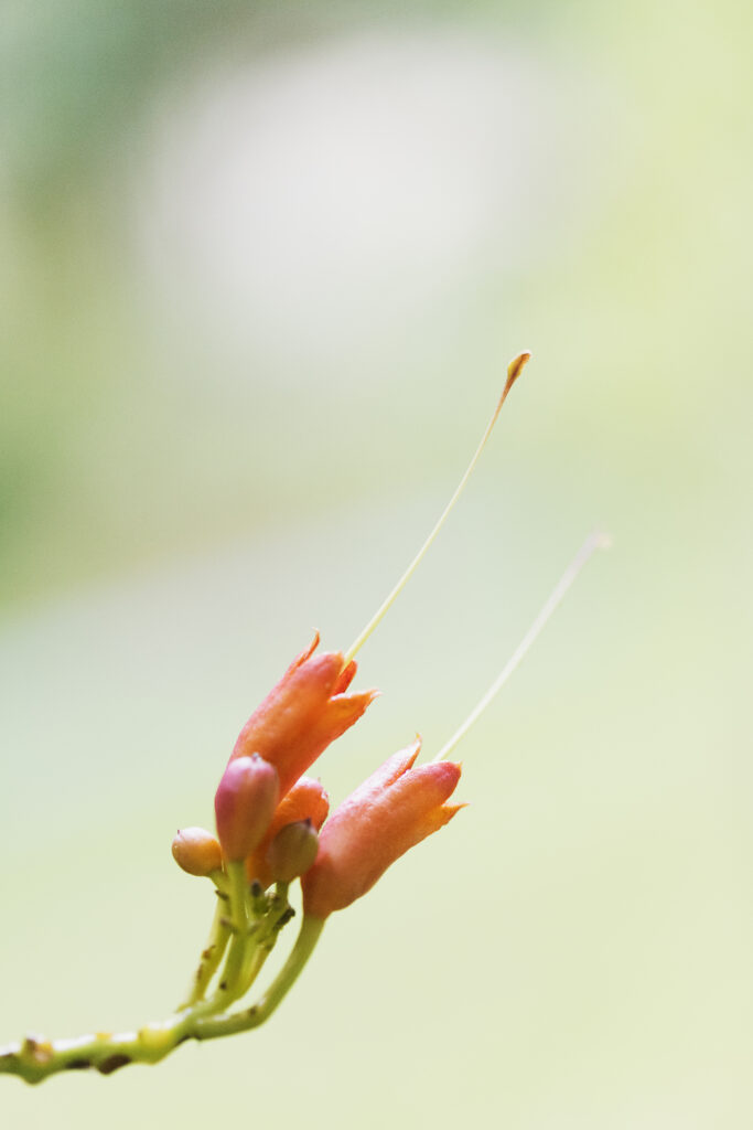 Macrophotographie de deux restes de fleurs orange. Les pétales sont entièrement tombés, ne reste que la base de la fleur et le pistil.