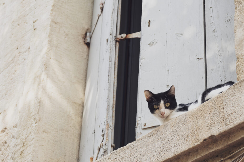 Photographie d'un chat couché sur le rebord en pierre d'une fenêtre aux volets entrouverts, regardant directement vers l'objectif.
