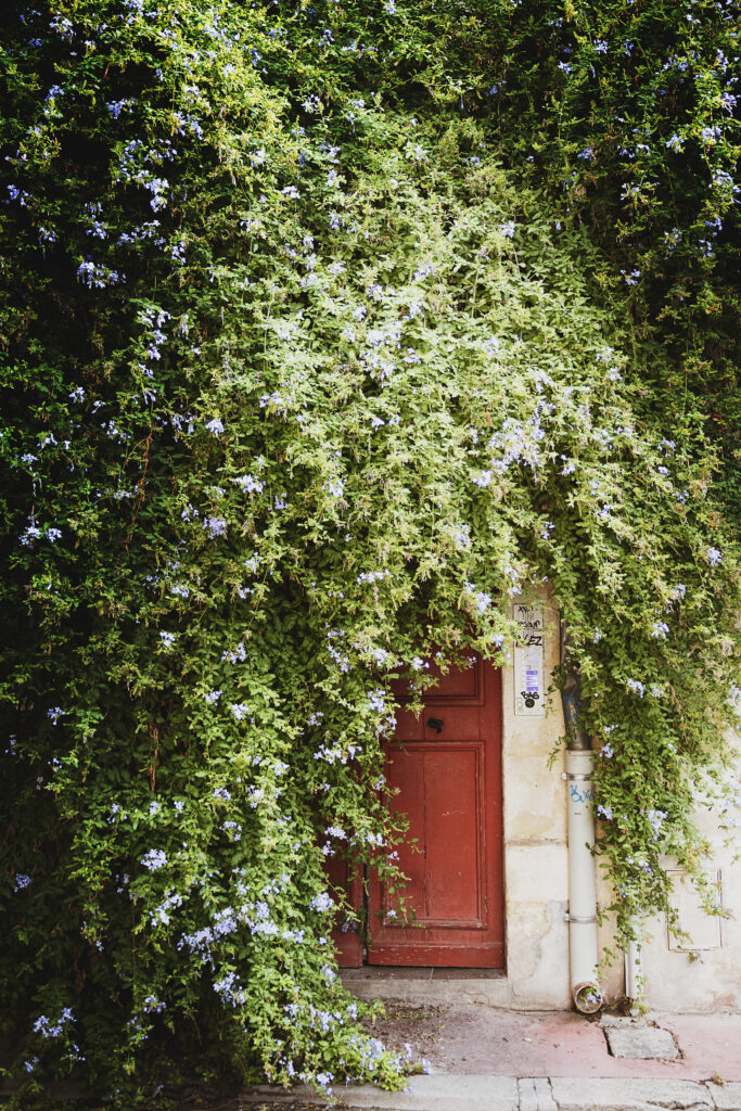 Photographie d'une porte en bois rouge cachée en dessous d'une énorme plante aux multiples feuilles et fleurs tombantes.