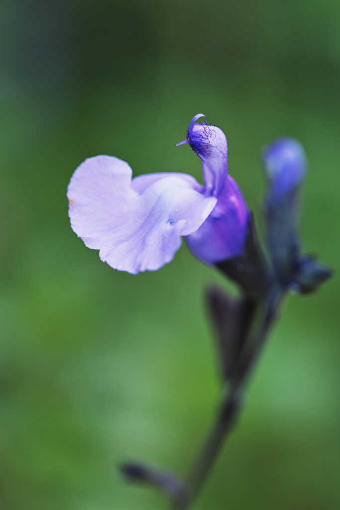Macrophotographie d'une fleur violette, ressemblant à une fleur de sauge.