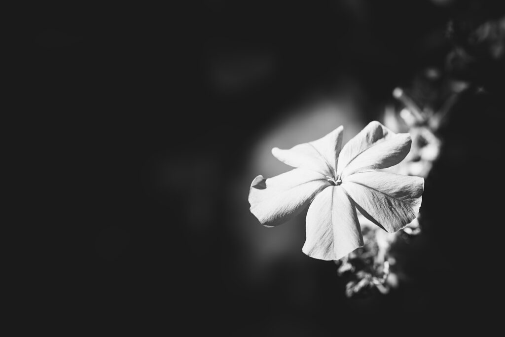 Macrophotographie en noir et blanc d'une fleur unique, soutenue par sa tige visible dans le fond, à droite.