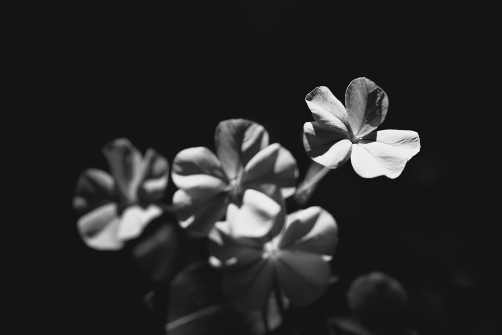 Photographie en noir et blanc de quatre fleurs, dont une seule est nette.