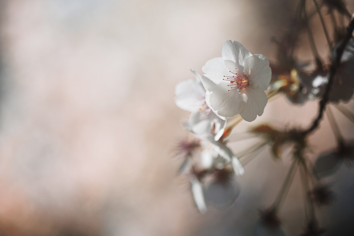 Macro photographie de fleurs de cerisier blanches. Les fleurs se trouvent dans le tiers droit de la photographie. Sont visibles également les tiges et la branche de l'arbre. Le reste de la photo est un bokeh blanc et orangé.