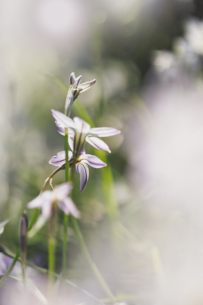 Macro photographie de plusieurs fleurs d'Ipheion uniflorum. Elles sont vues de dos et de dessous, afin de permettre de distinguer la ligne violette particulières se trouvant sur l'envers des pétales dont le blanc est légèrement teinté de violet. en premier et en arrière plan, le bokeh des autres fleurs du par-terre. 