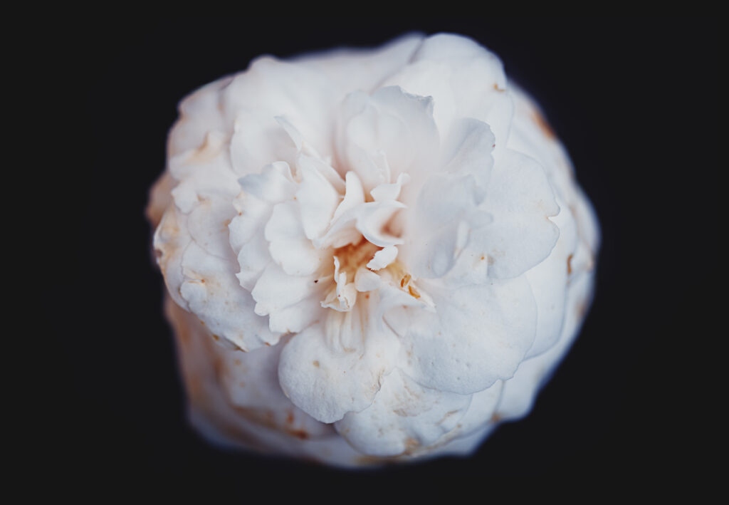 Macro photographie d'une pivoine blanche, vue du dessus, sur fond noir.