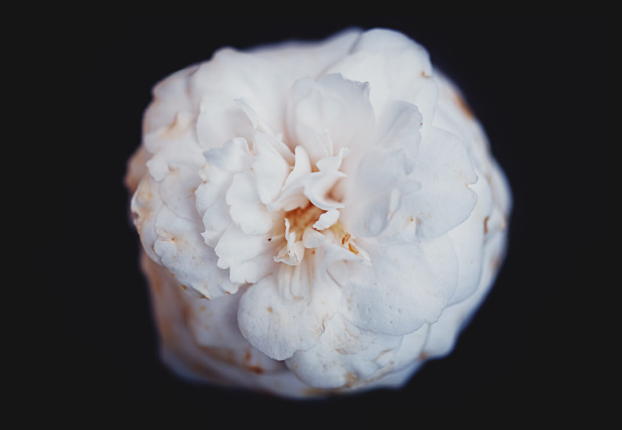 Macro photographie d'une pivoine blanche, vue du dessus, sur fond noir.