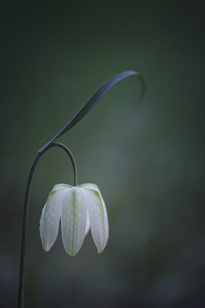 Macro photographie d'une fritillaire pintade blanche. La fleur se trouve en bas à gauche. Au dessus d'elle une feuille fine forme une arabesque vers le haut droit. Le fond de la photo est un bokeh vert, ne laissant discerner aucune autre plante.