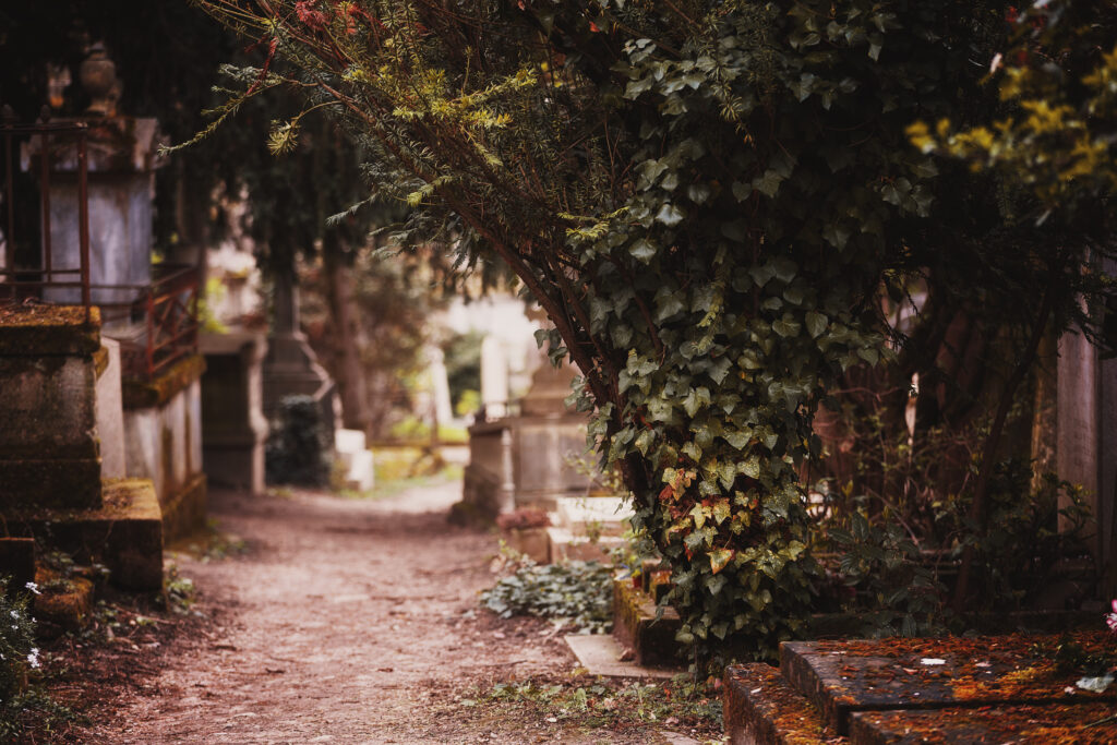 Photographie en couleur, dans des teintes automnales, d'une allée du cimetière du Père Lachaise, bordée de tombes et de végétation. La mise au point est faite sur un arbre, un pin, recouvert par du lierre, qui s'étend également sur des tombes voisines. Le fond s'estompe rapidement pour laisser place à un joli bokeh.