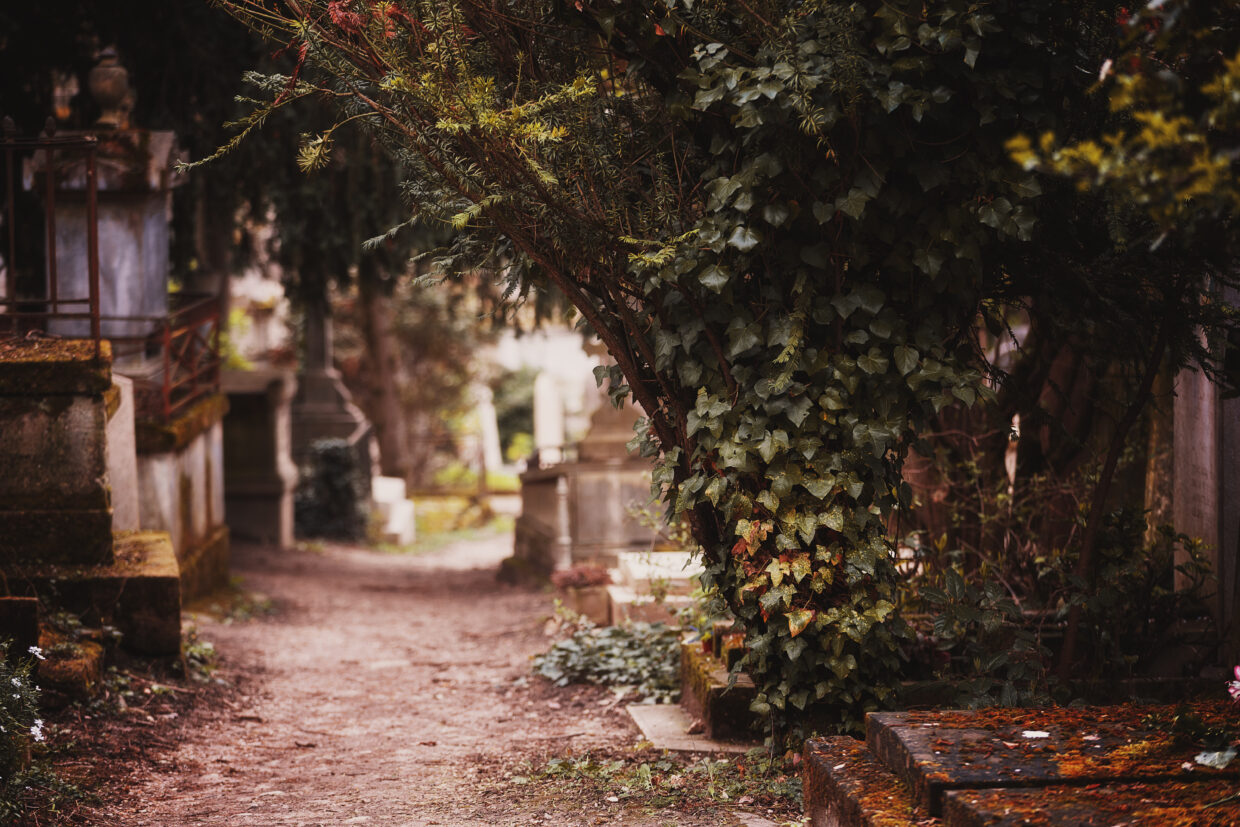 Photographie en couleur, dans des teintes automnales, d'une allée du cimetière du Père Lachaise, bordée de tombes et de végétation. La mise au point est faite sur un arbre, un pin, recouvert par du lierre, qui s'étend également sur des tombes voisines. Le fond s'estompe rapidement pour laisser place à un joli bokeh.