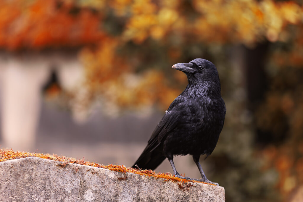 Photographie en couleur d'une corneille posée sur une tombe sur un fond de couleurs automnales. La corneille, très intéressée pendant que je la prenais en photo, a la tête tournée vers la gauche et semble regarder directement vers l'objectif.