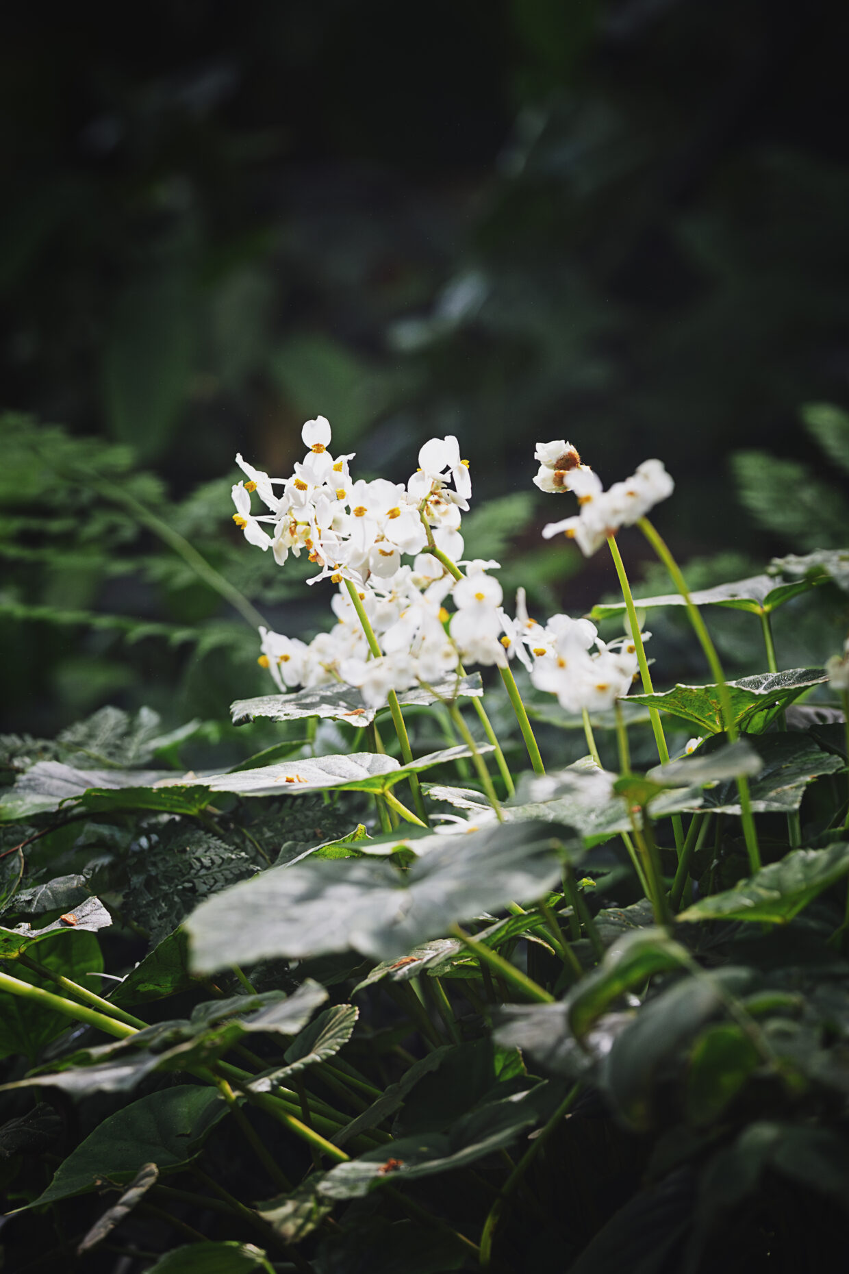 Macro photographie d'une grappe de fleurs blanches, possiblement des bégonias mais mes connaissances en botanique reste limitées. Les fleurs se trouvent au milieu de la photo. Tout autour d'elles sont visibles des feuilles vertes de différentes plantes.