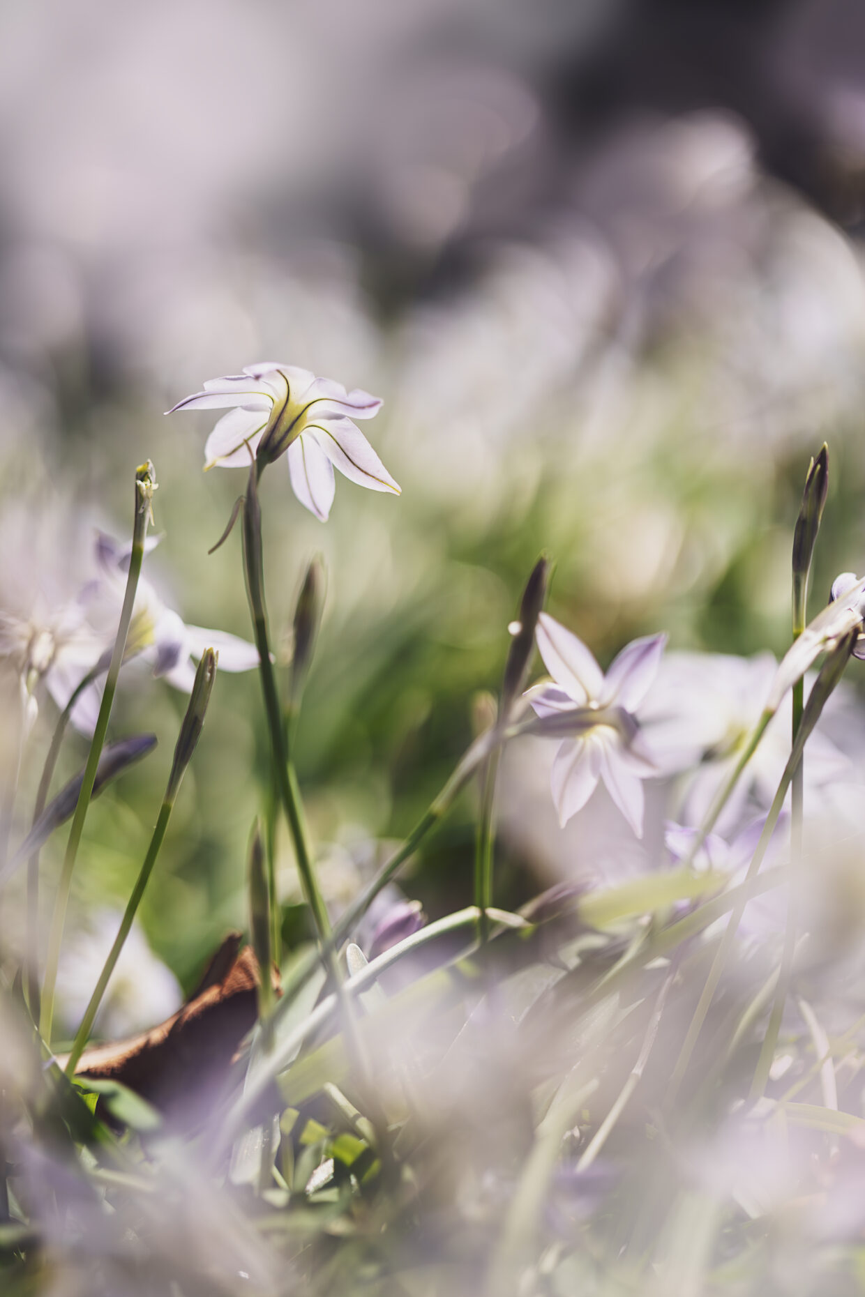 Macro photographie de plusieurs fleurs d'Ipheion uniflorum. Elles sont vues de dos et de dessous, afin de permettre de distinguer la ligne violette particulières se trouvant sur l'envers des pétales dont le blanc est légèrement teinté de violet. en premier et en arrière plan, le bokeh des autres fleurs du par-terre.