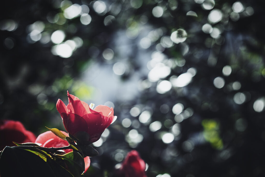 Macro photographie d'une fleur rose, sur un fond de bokeh de feuillage et de branchages traversés par le soleil.