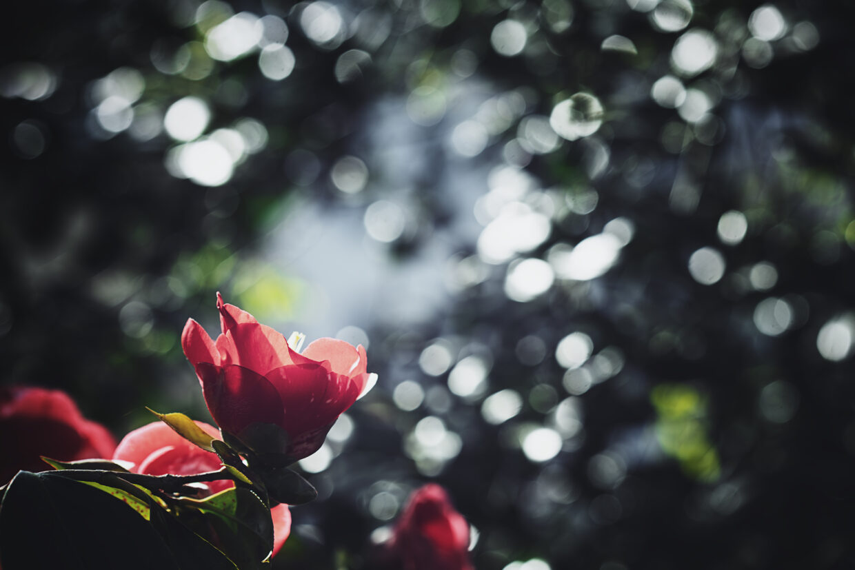 Macro photographie d'une fleur rose, sur un fond de bokeh de feuillage et de branchages traversés par le soleil.