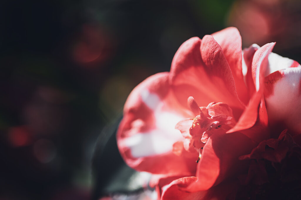 Macro photographie d'une pivoine blanche et rose. La fleur est positionnée en bas à droite. Le fond est un bokeh sombre des feuillages des plantes présentes autour d'elle.