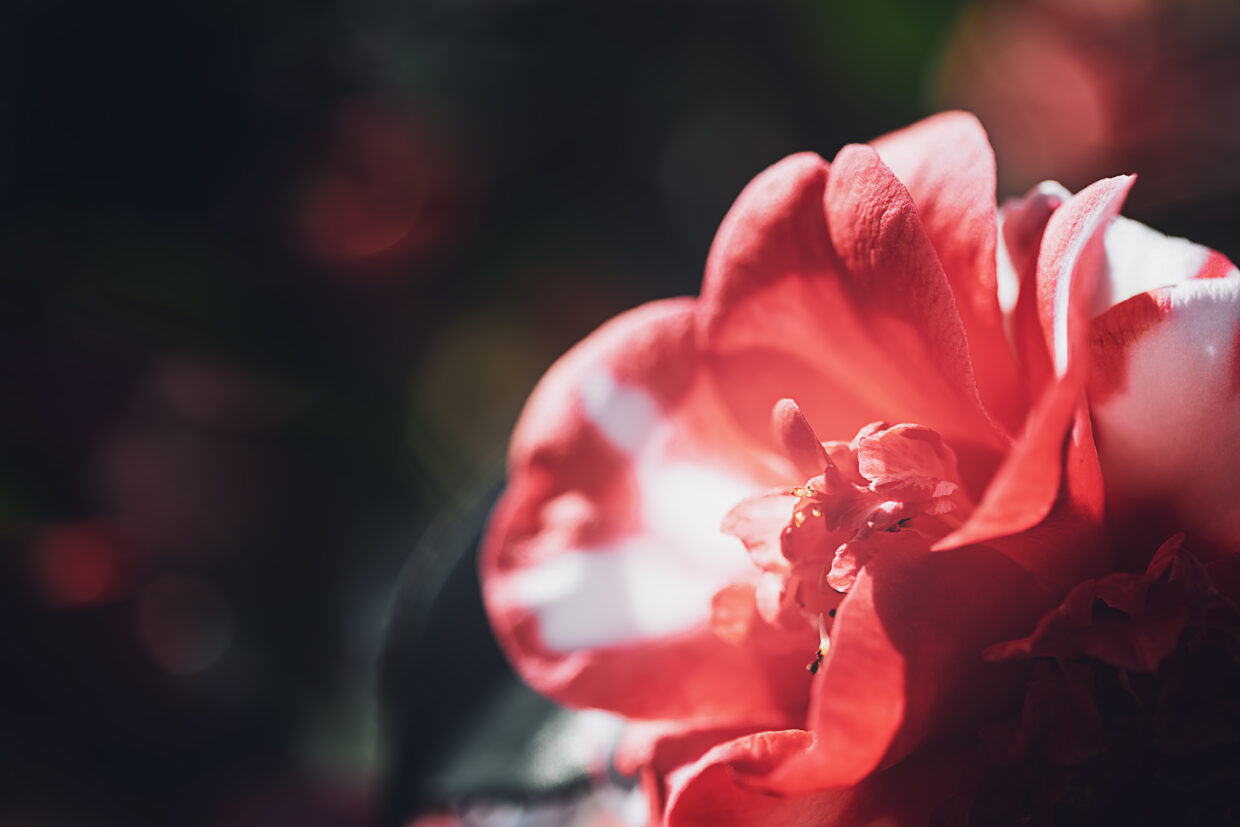Macro photographie d'une pivoine blanche et rose. La fleur est positionnée en bas à droite. Le fond est un bokeh sombre des feuillages des plantes présentes autour d'elle.