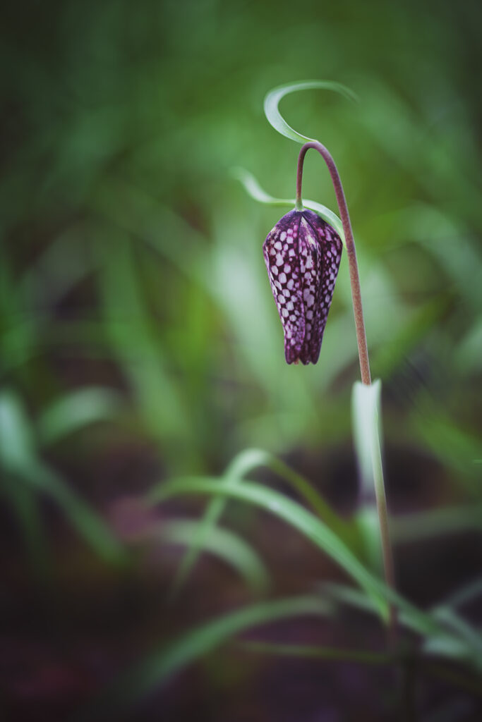 Macro photographie d'une fritillaire pintade violette. La fleur n'est pas encore tout à fait ouverte et tombe de façon élégante vers le sol couvert de brins d'herbe.