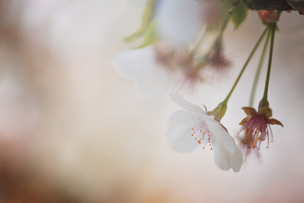 Macro photographie de fleurs de cerisier blanches. Les fleurs se trouvent dans le tiers droit de la photographie. Sont visibles également les tiges et la branche de l'arbre. Le reste de la photo est un bokeh blanc et orangé.