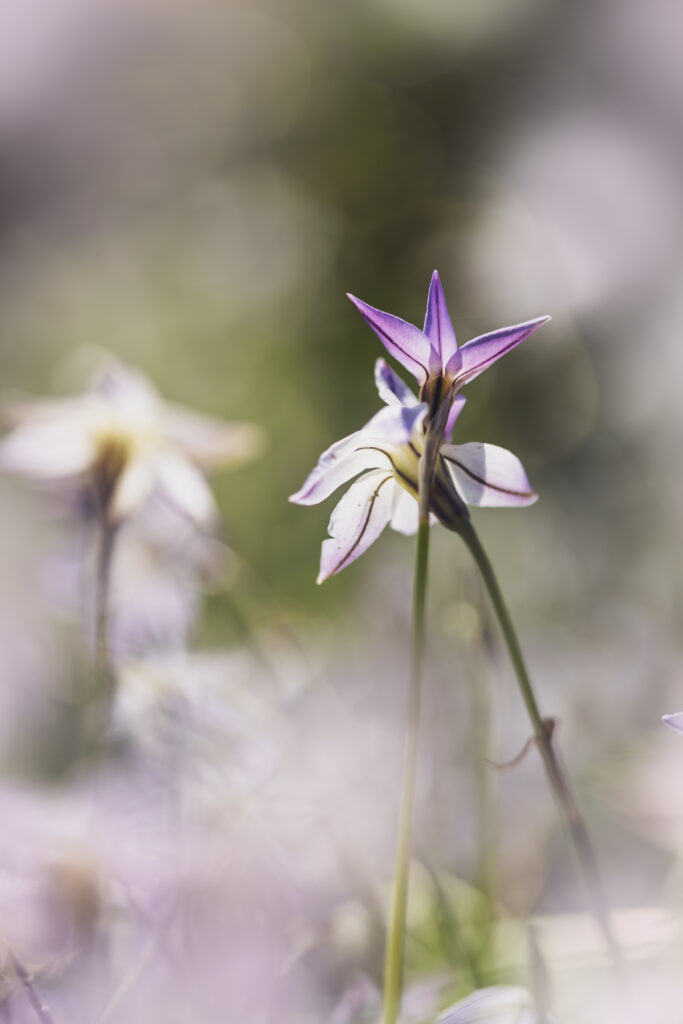 Macro photographie de plusieurs fleurs d'Ipheion uniflorum. Elles sont vues de dos et de dessous, afin de permettre de distinguer la ligne violette particulières se trouvant sur l'envers des pétales dont le blanc est légèrement teinté de violet. en premier et en arrière plan, le bokeh des autres fleurs du par-terre. 