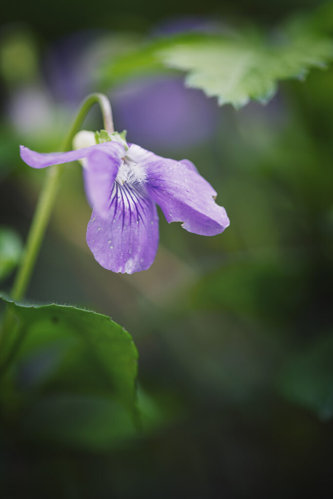 Macro photographie d'une fleur violette (probablement une violette d'ailleurs). La fleur est située sur le point de force haut gauche. Sur ses pétales sont visibles les délicates rayures violet foncé. Le reste de la photo est composé d'un bokeh de feuilles vertes et fleurs violettes.