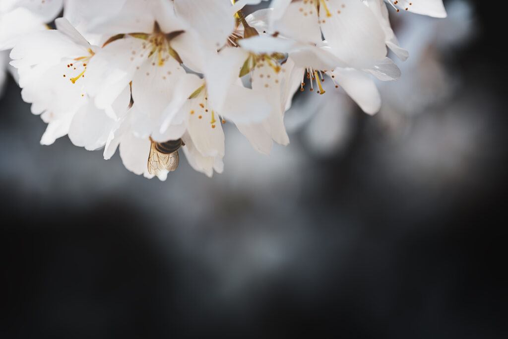 Macro photographie de fleurs de cerisier (dans la partie haute de la photo). La mise au point est faite sur les ailes et le popotin d'une petite abeille dissimulée dans l'une des fleurs. Le reste de la photographie est composé d'un bokeh gris et blanc de fleurs.